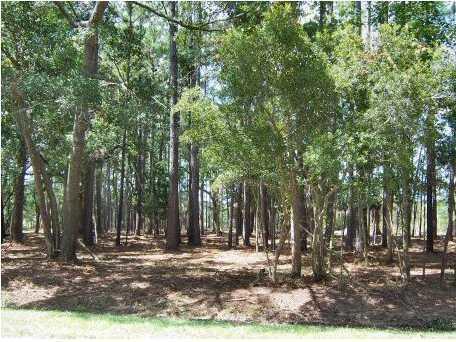 8480 Chisolm Pltn Road Edisto Island, SC 29438 - Photo 6 of 21 6