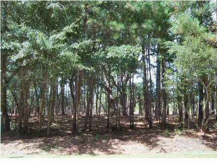 8480 Chisolm Pltn Road Edisto Island, SC 29438 - Photo 7 of 21 7