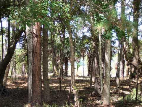 8480 Chisolm Pltn Road Edisto Island, SC 29438 - Photo 8 of 21 8