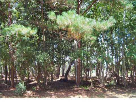 8480 Chisolm Pltn Road Edisto Island, SC 29438 - Photo 9 of 21 9