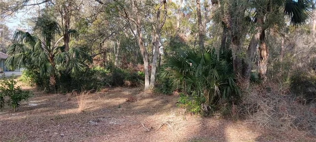 a view of a forest with trees in the background