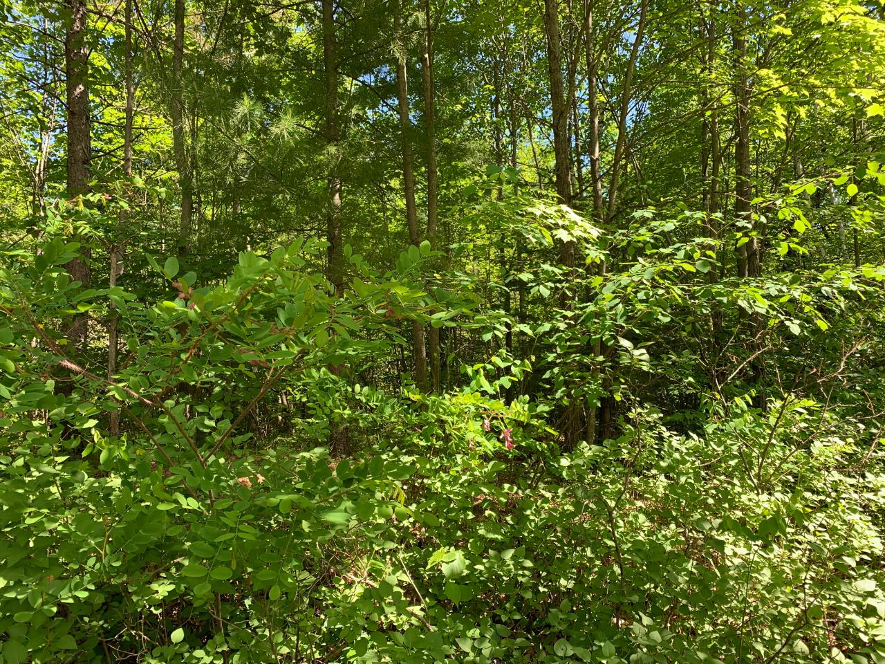 Off Flowage Road Park Falls, WI 54552 - Photo 10 of 12 Gallery Image 10