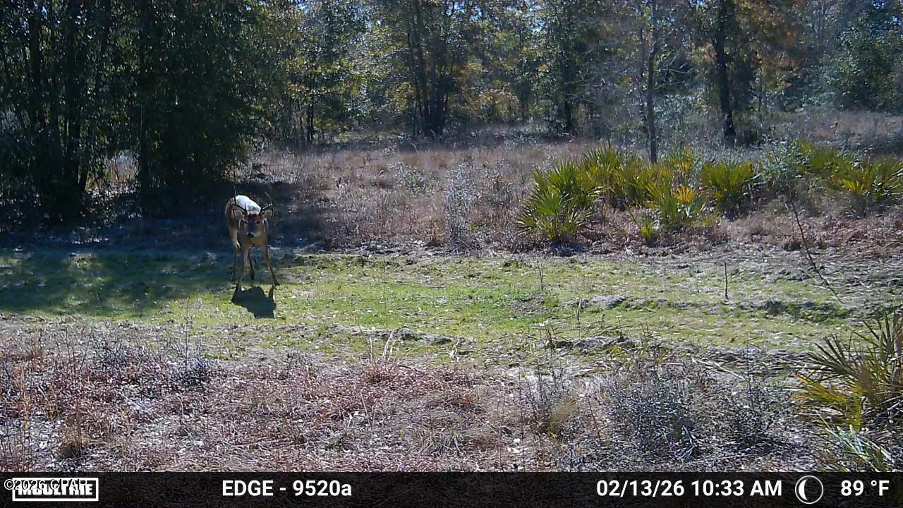 705 Cornwell Road Alford, FL 32420 - Photo 68 of 89