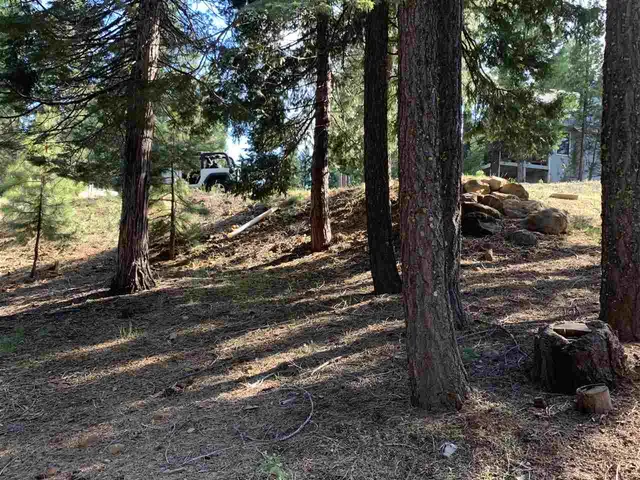 a view of a yard with street from a tree