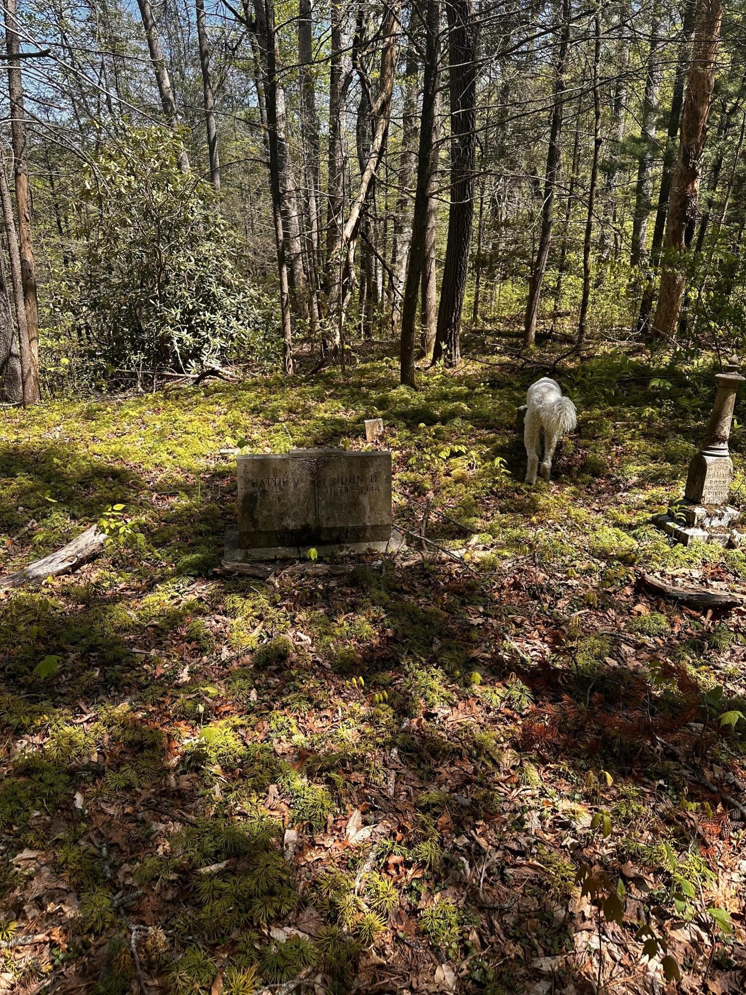 0 Mathis Branch Road Cosby, TN 37722 - Photo 13 of 26 Gallery Image 13