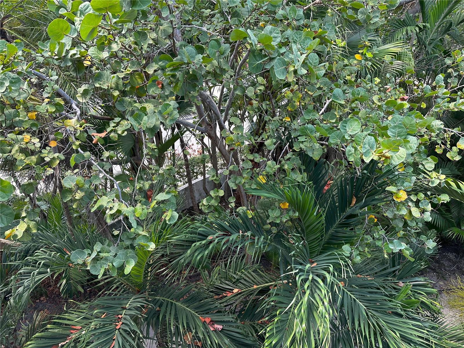 55 Ocean Ln Drive, Unit 4020 Key Biscayne, FL 33149 - Photo 56 of 57 a view of a plant in a garden