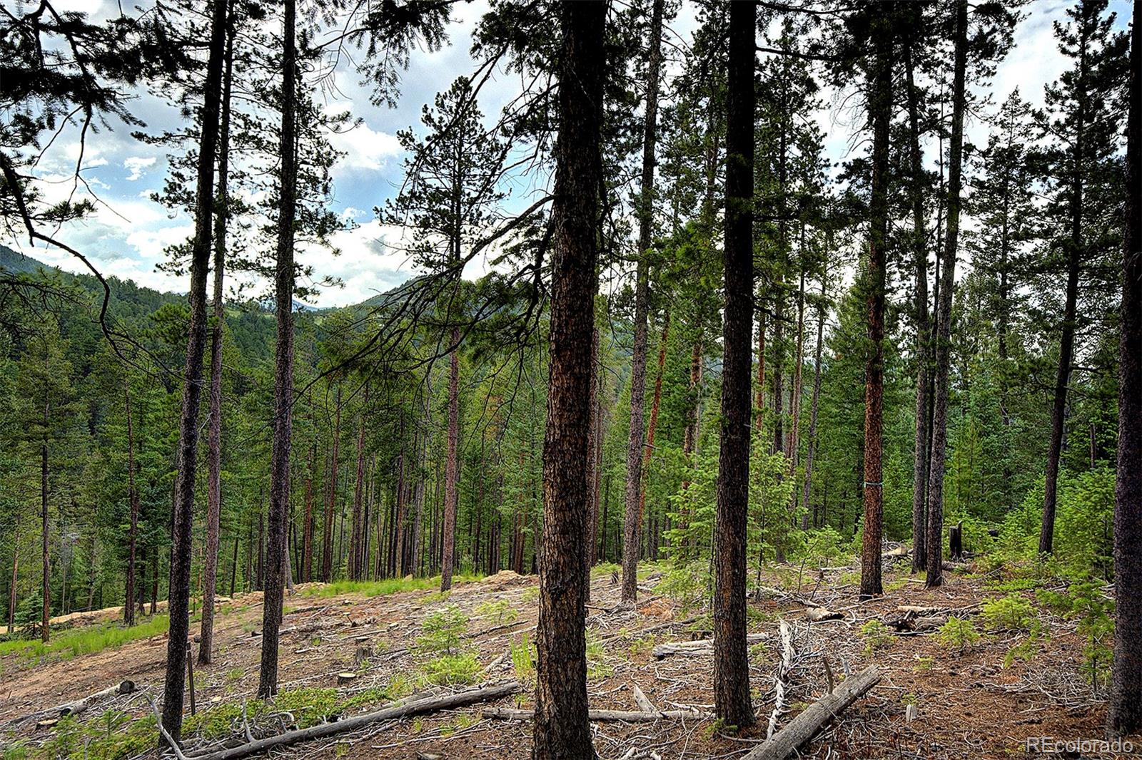 6874 Lynx Lair Road Evergreen, CO 80439 - Photo 5 of 15 a view of a forest from a yard
