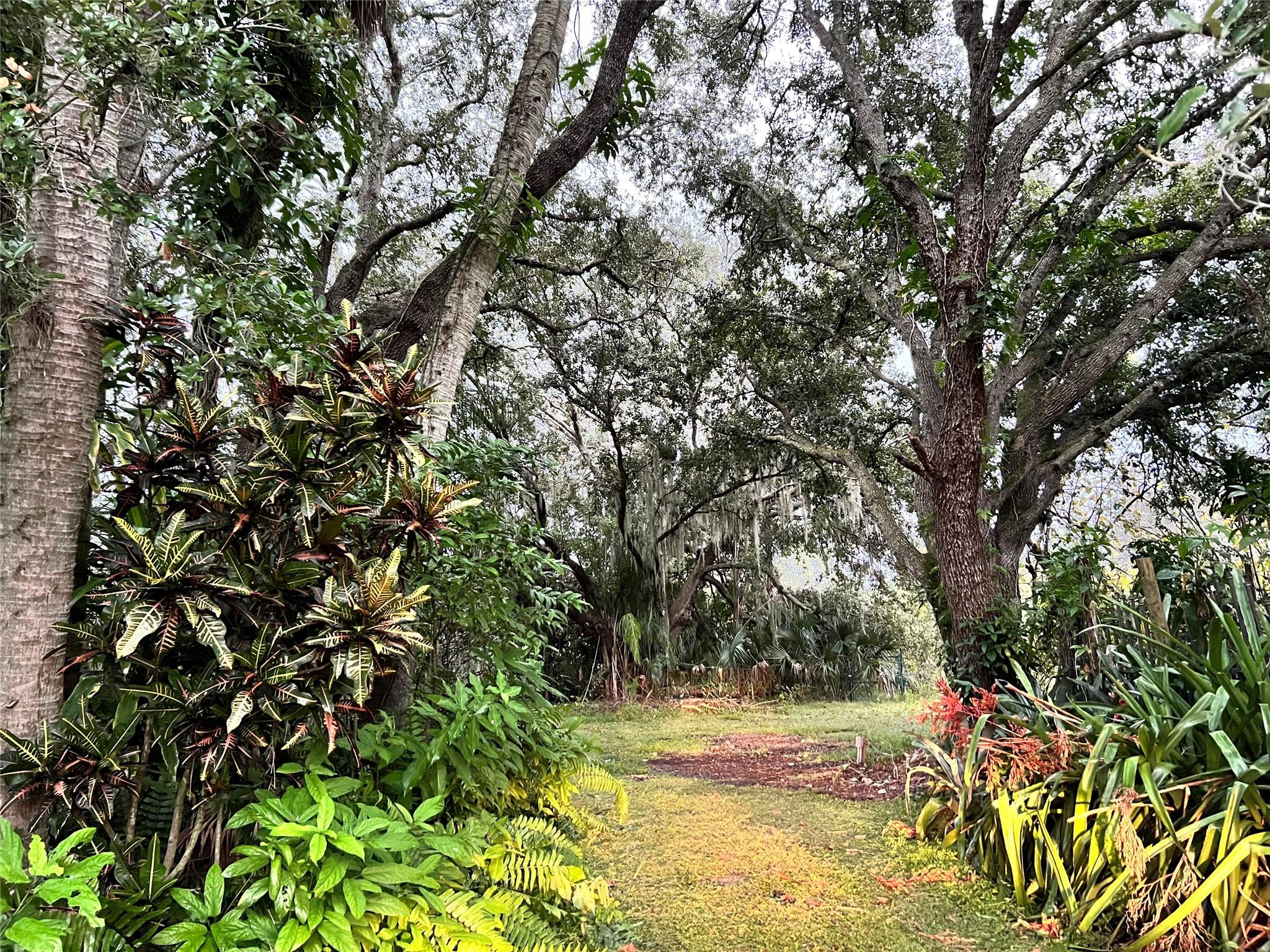 14625 Northwest 298th Street Okeechobee, FL 34972 - Photo 3 of 11 a view of a yard with a tree