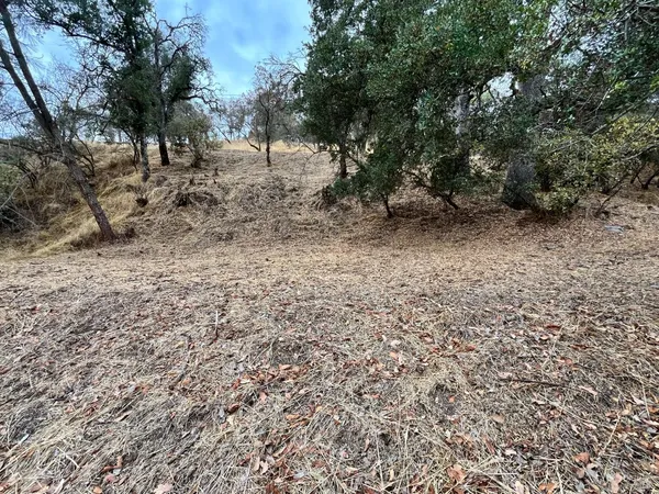 a view of a forest with trees in the background