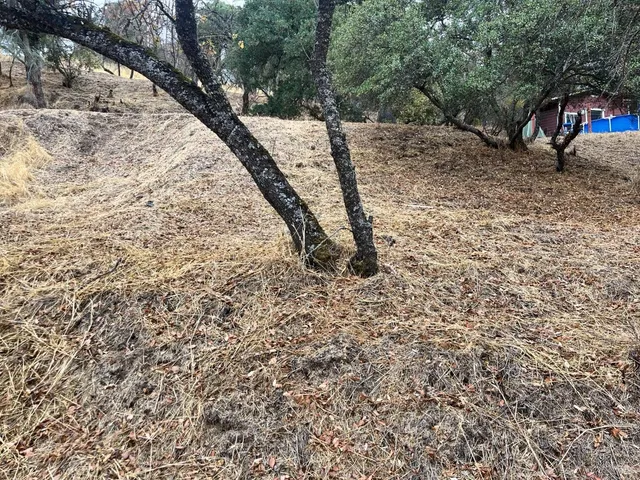 a view of a yard with a tree