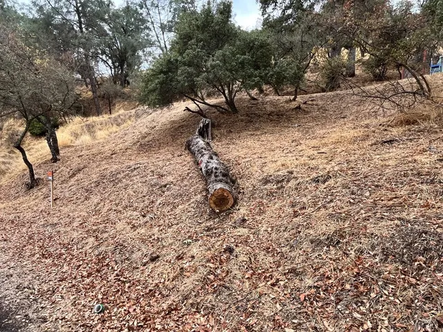 a view of a tree with a yard