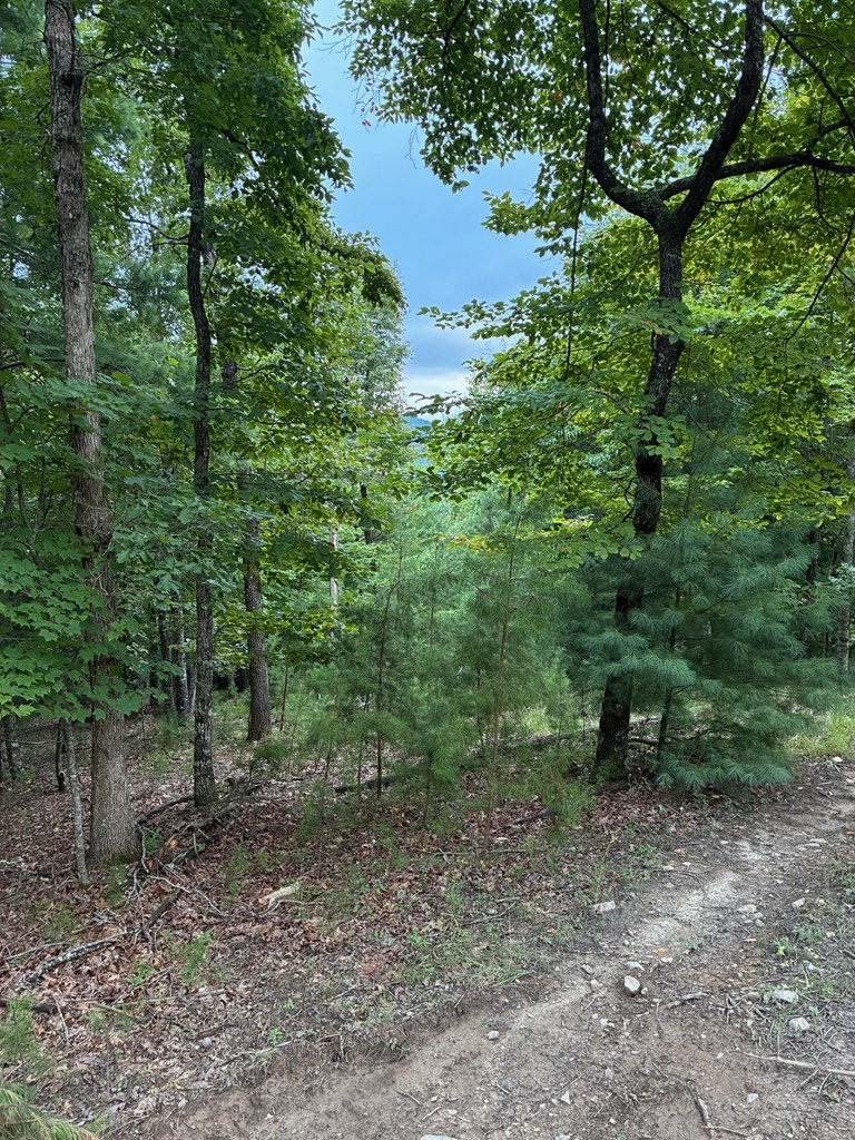 50 Pickelsimer Road Morganton, GA 30560 - Photo 7 of 14 a view of a forest that has large trees