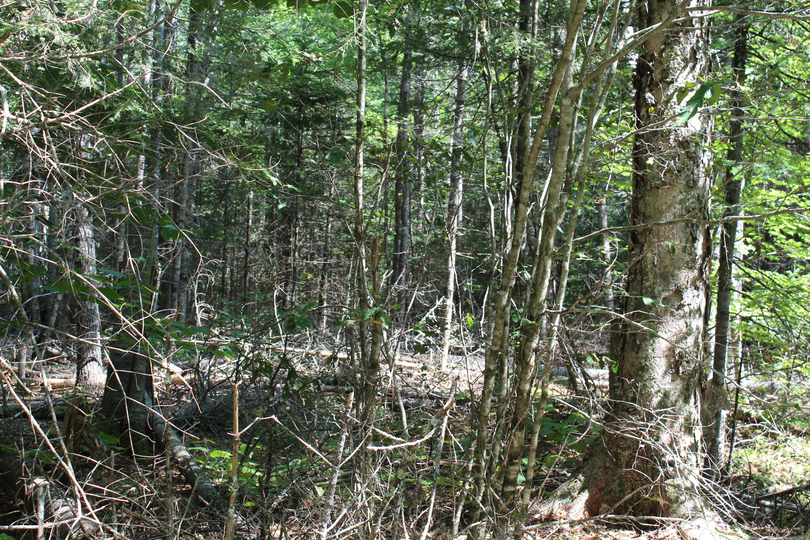 M62-2 Lt 3 M62-2 Road Belfast, ME 04915 - Photo 12 of 15 IMG_1276