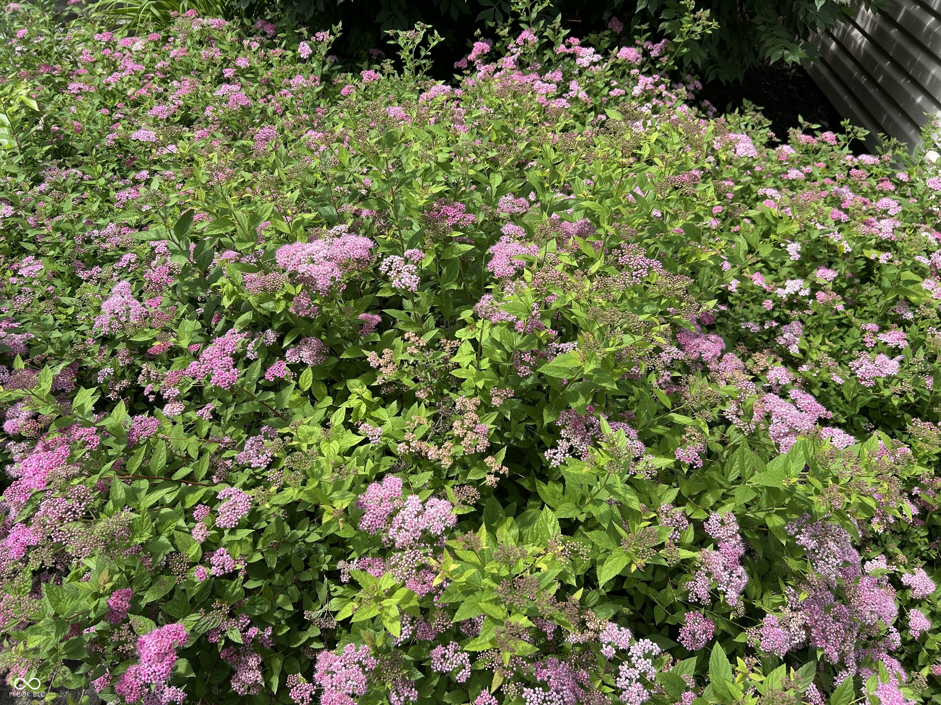 10816 Cody Lane Fishers, IN 46037 - Photo 50 of 52