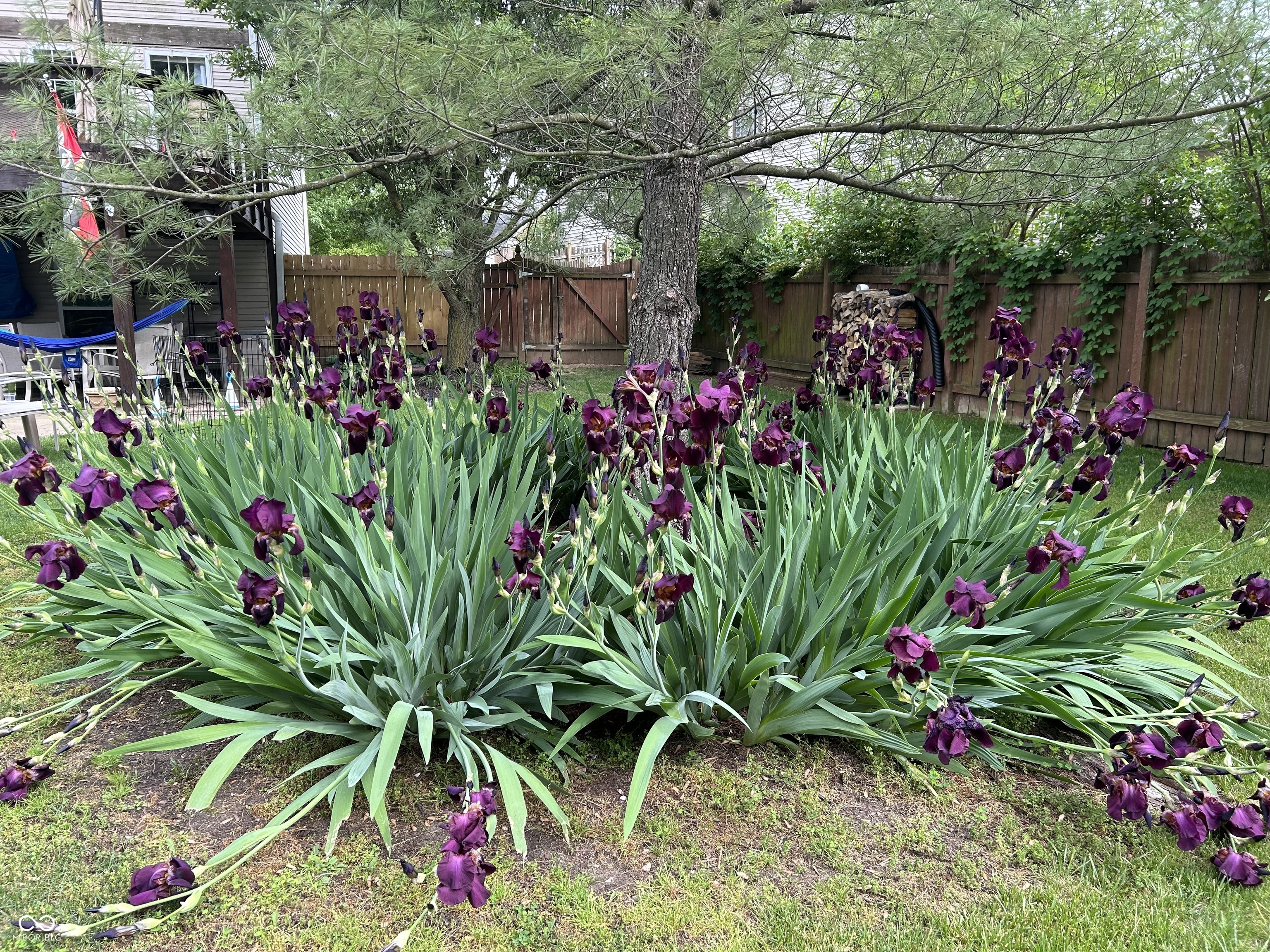 10816 Cody Lane Fishers, IN 46037 - Photo 51 of 52