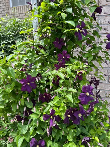 $686,600 | 10816 Cody Lane, Fishers, IN 46037