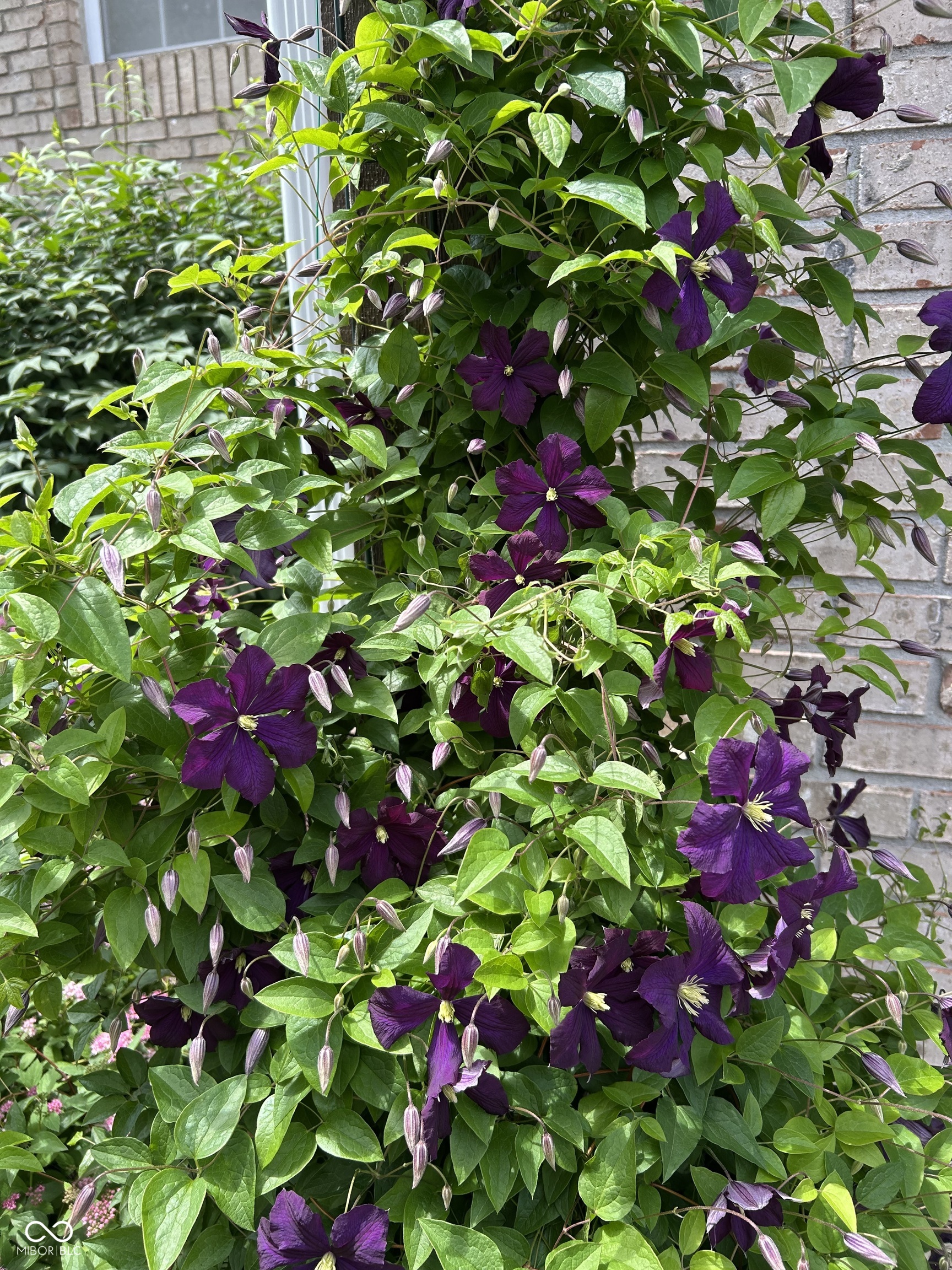 10816 Cody Lane Fishers, IN 46037 - Photo 52 of 52