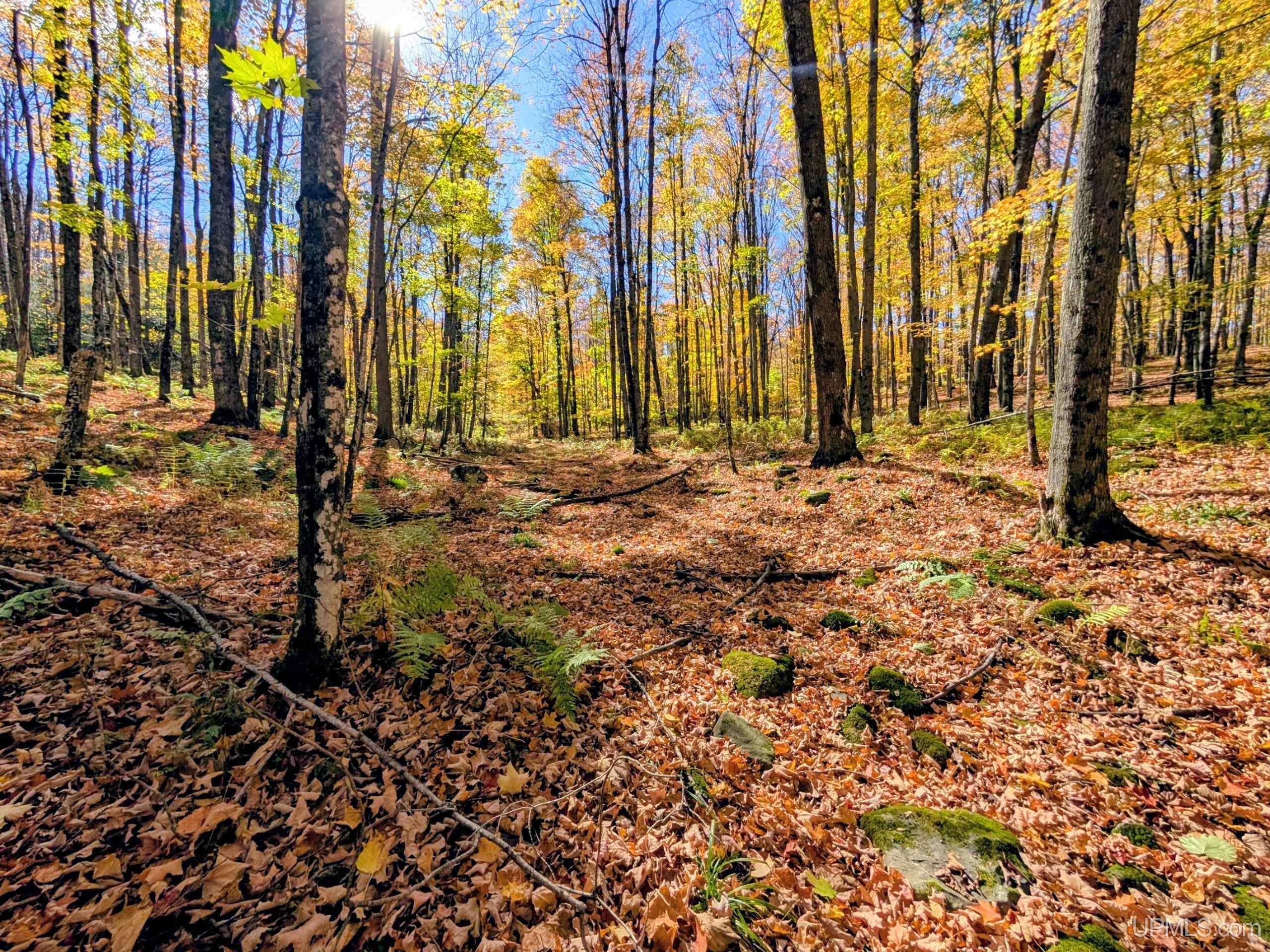 20-acres Don's Road Iron River, MI 49935 - Photo 4 of 13 Gallery Image 4