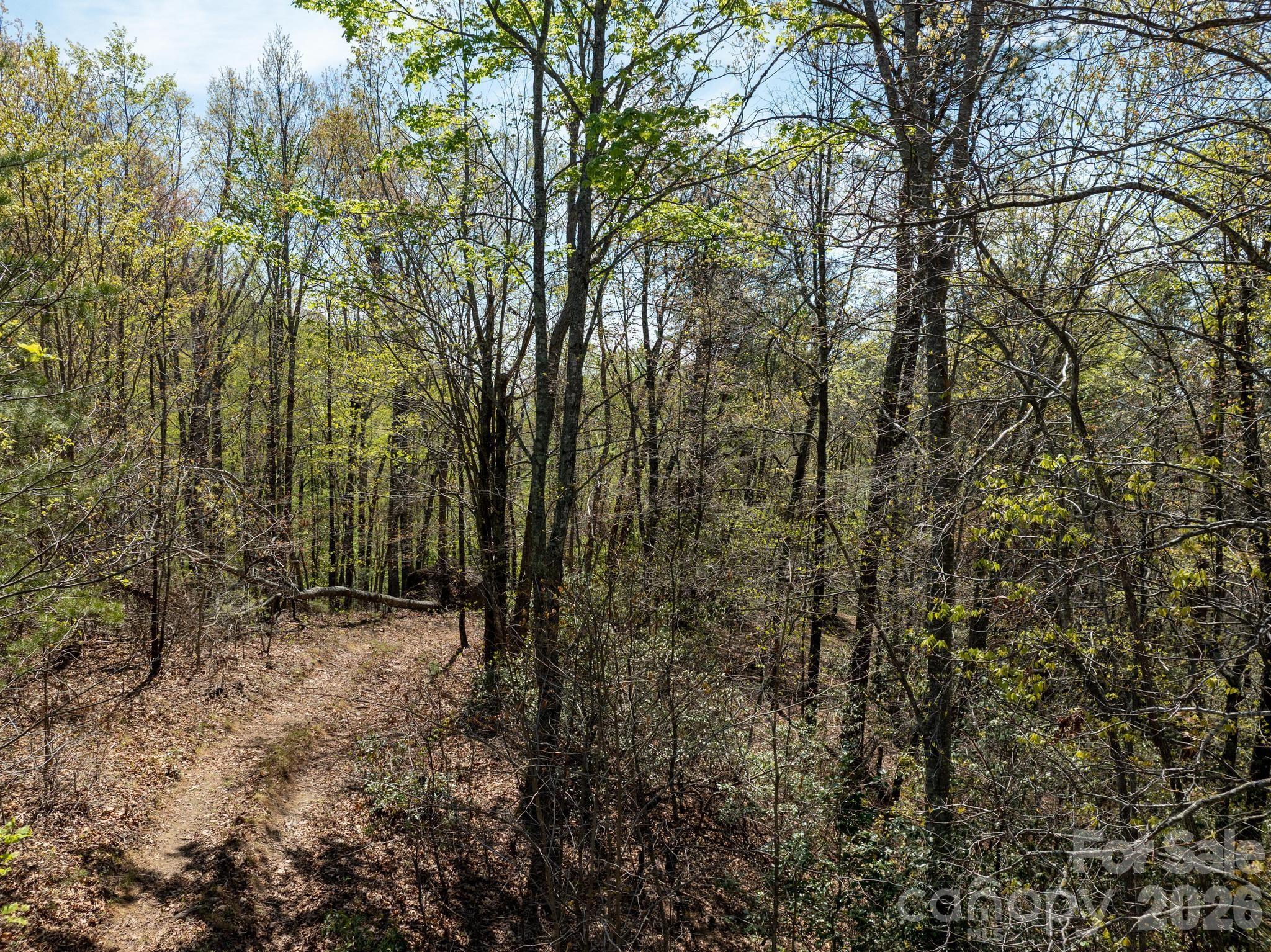 2687 Indian Grave Road Lenoir, NC 28645 - Photo 17 of 31 a view of a forest with trees in the background