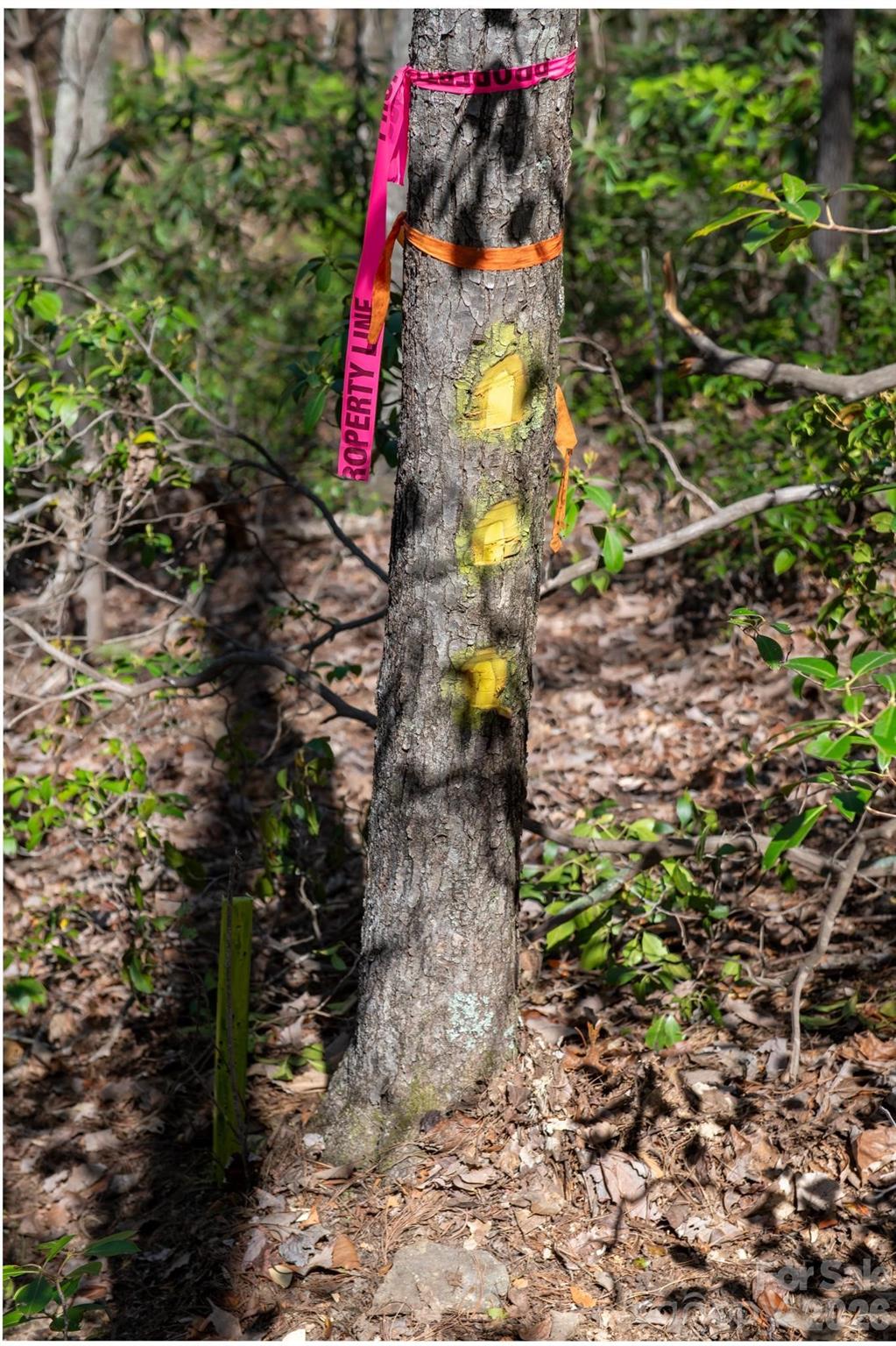 2687 Indian Grave Road Lenoir, NC 28645 - Photo 29 of 31 a small garden covered with trees