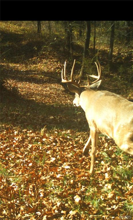 0 Mo-81 Kahoka, MO 63445 - Photo 72 of 77