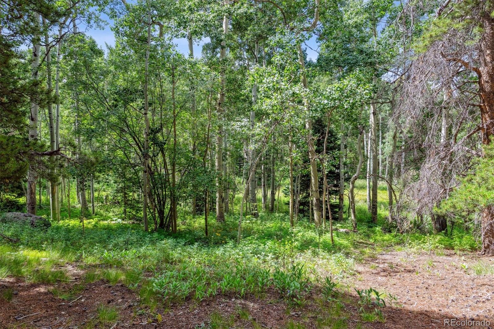 306 Olde Carter Lake Road Golden, CO 80403 - Photo 15 of 24 a backyard of a house with lots of green space