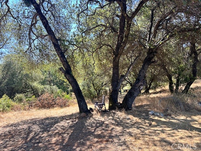 1403 Forbestown Road Oroville, CA 95966 - Photo 14 of 26 a view of a tree in the middle of a yard
