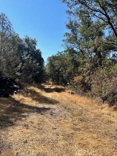 1403 Forbestown Road Oroville, CA 95966 - Photo 21 of 26 a view of a yard with a tree