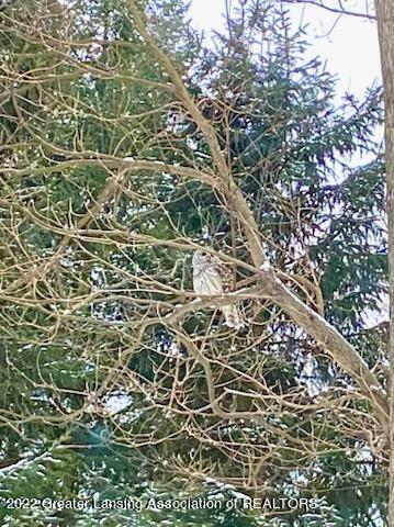 8654 Babcock Road Bellevue, MI 49021 - Photo 60 of 71 Owl in Tree