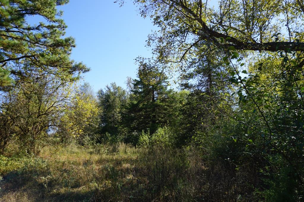 Cr4301 Plainview Road Naples, TX 75568 - Photo 5 of 31