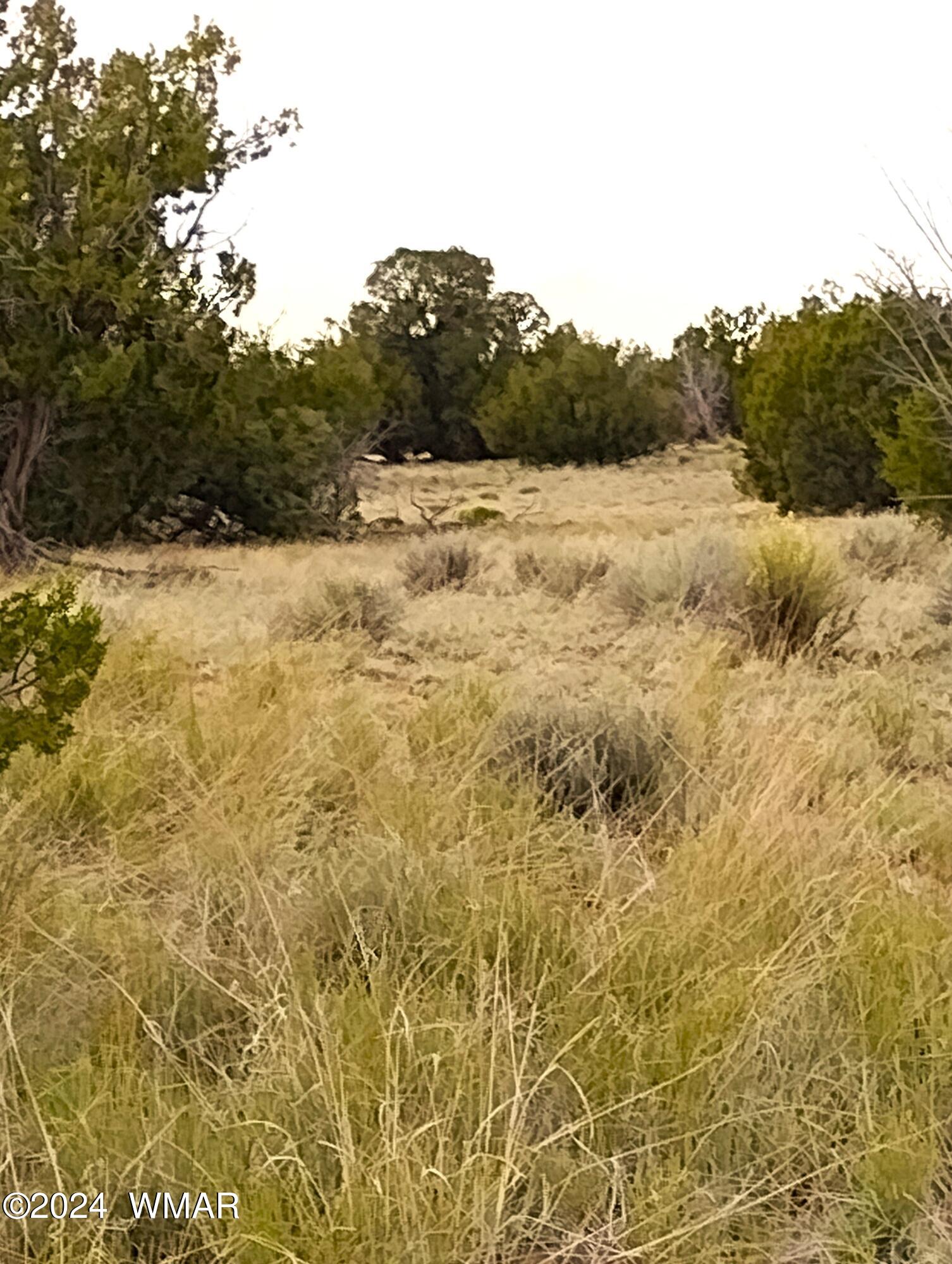 Lot 94 Witch Well Ranch St. Johns, AZ 85936 - Photo 2 of 8