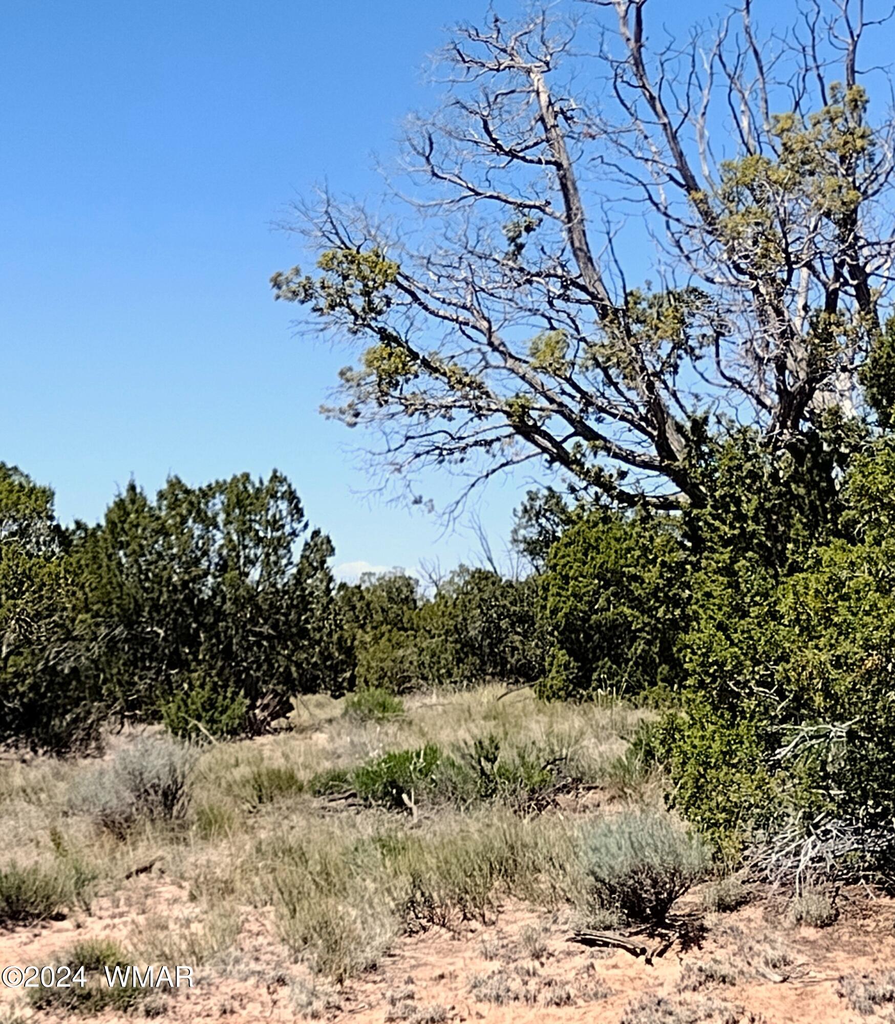 Lot 94 Witch Well Ranch St. Johns, AZ 85936 - Photo 4 of 8