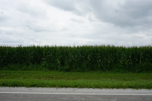 a view of a grassy field