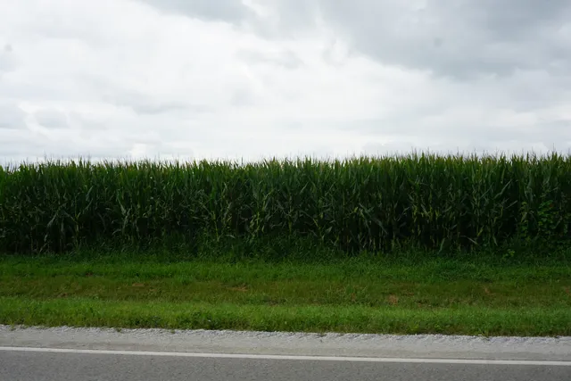 a view of a yard and entertaining space