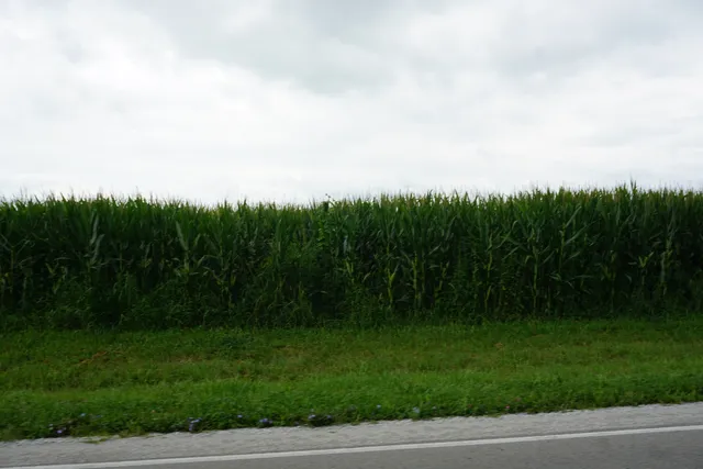 a view of a yard and entertaining space