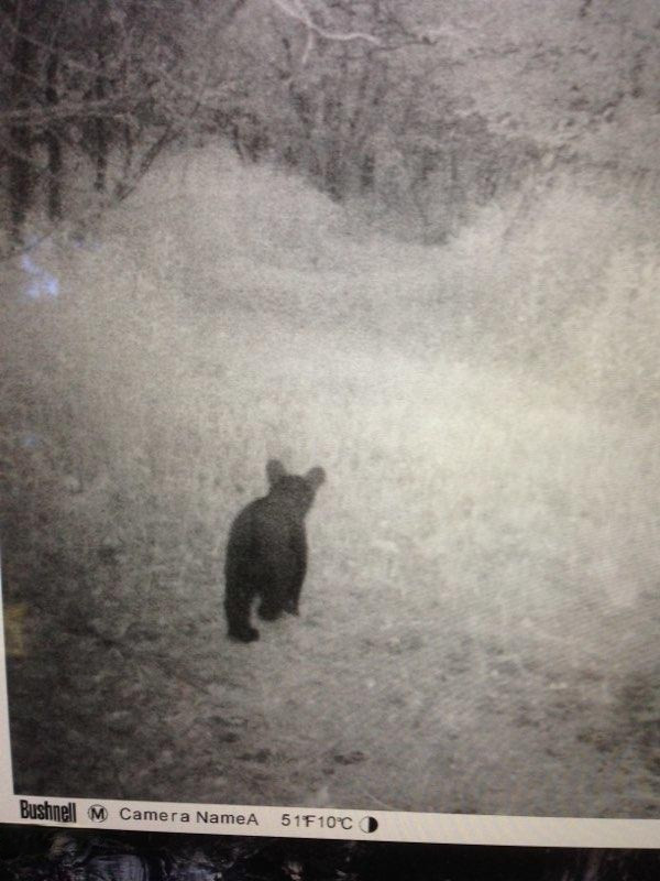 10.3 Acres Huff Road Wellston, MI 49689 - Photo 7 of 34 bear cub