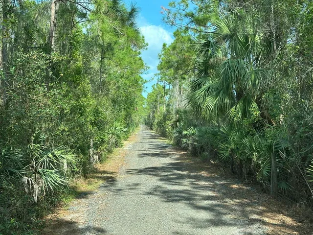 a view of a park with large trees