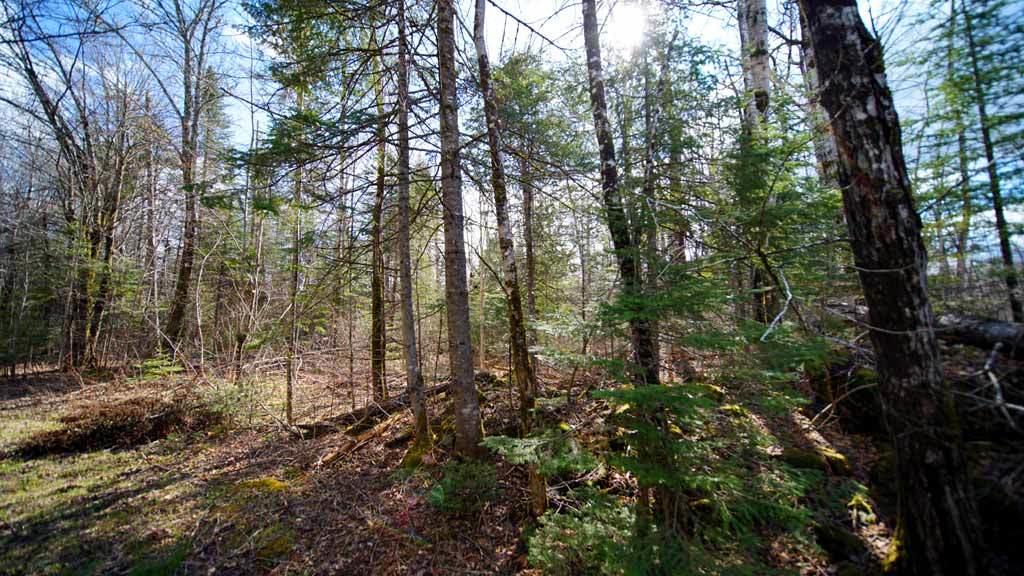 Lot 23 Mill Road East Orient, ME 04471 - Photo 5 of 28 land-me-cary-williams-10