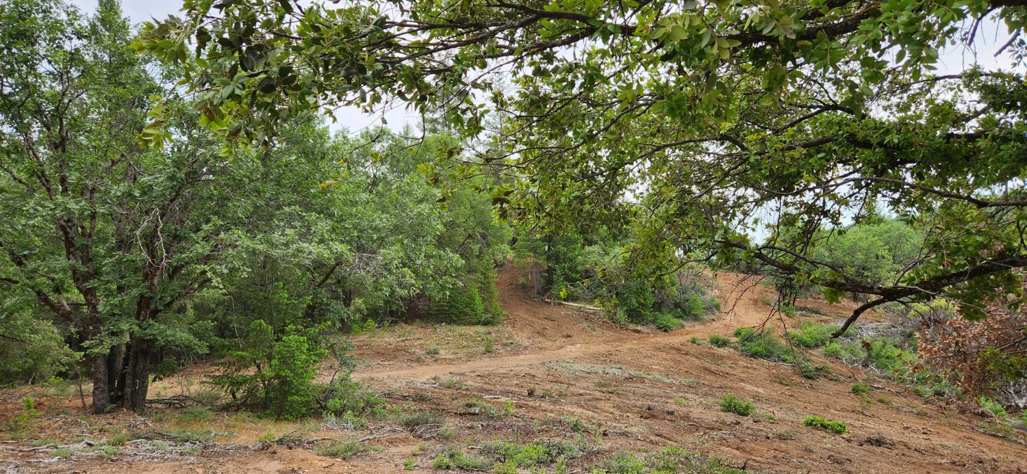 a big yard with lots of green space and fog
