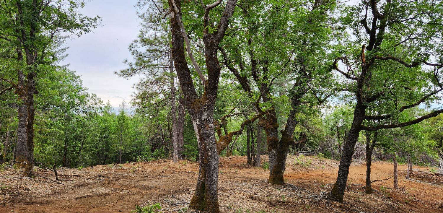 18148 Greenhorn Road Grass Valley, CA 95945 - Photo 3 of 11 a view of a forest filled with trees