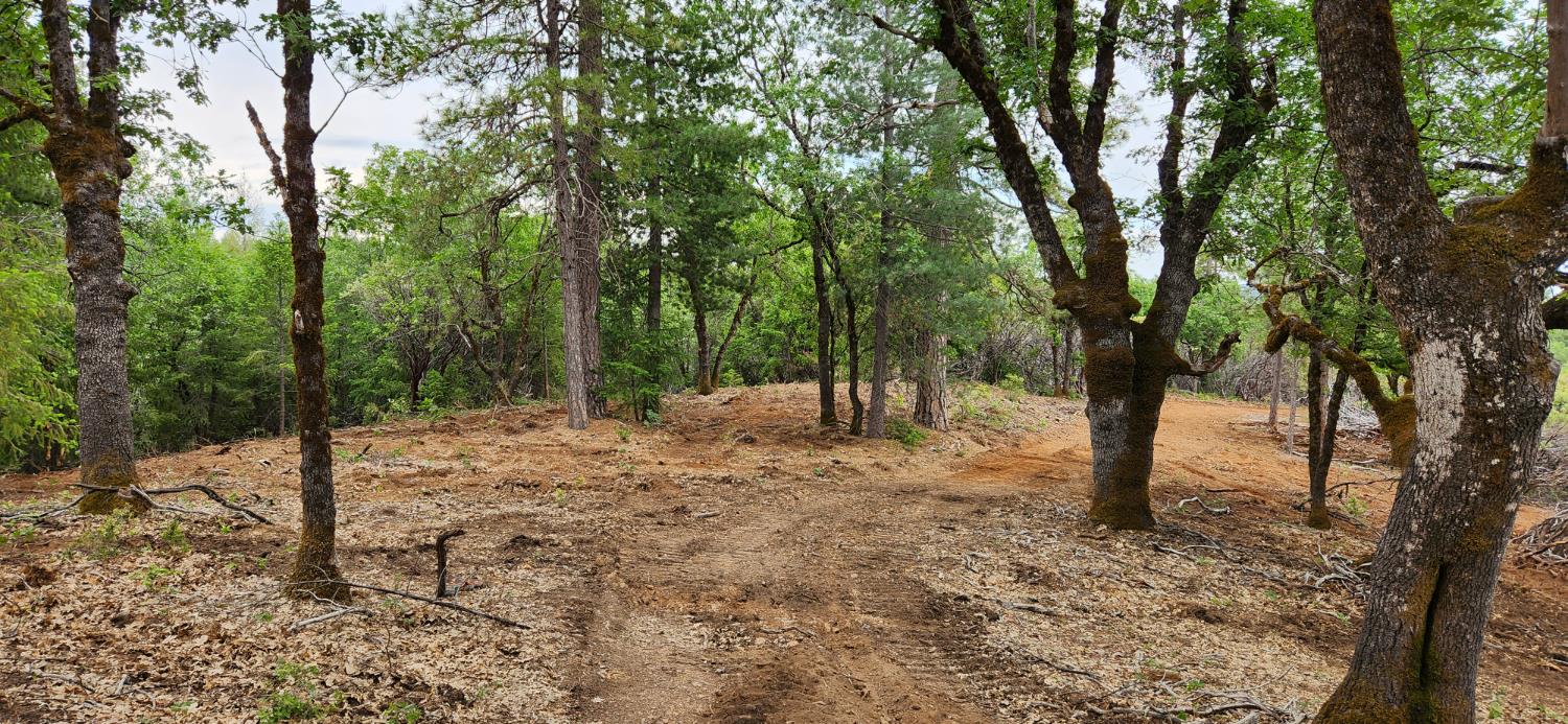 18148 Greenhorn Road Grass Valley, CA 95945 - Photo 4 of 11 a view of a forest filled with trees