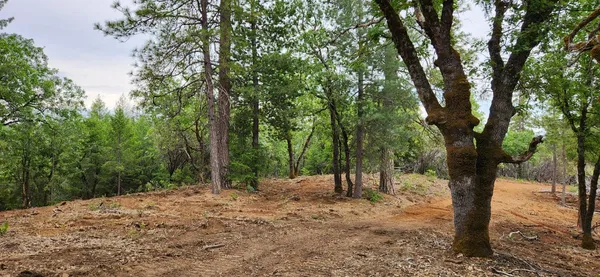 a view of a forest with trees in the background