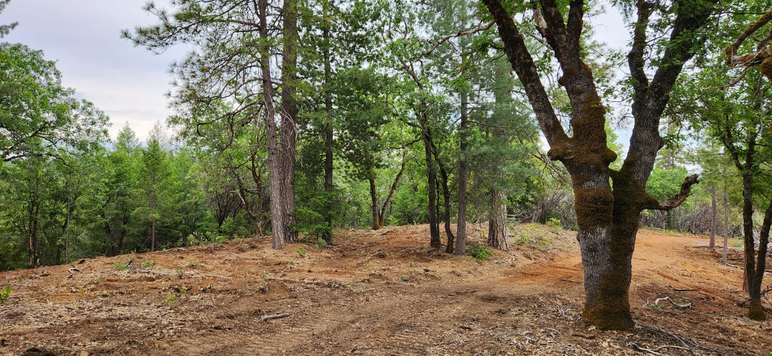 18148 Greenhorn Road Grass Valley, CA 95945 - Photo 5 of 11 a view of a forest with trees in the background