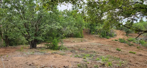 a view of a forest with trees