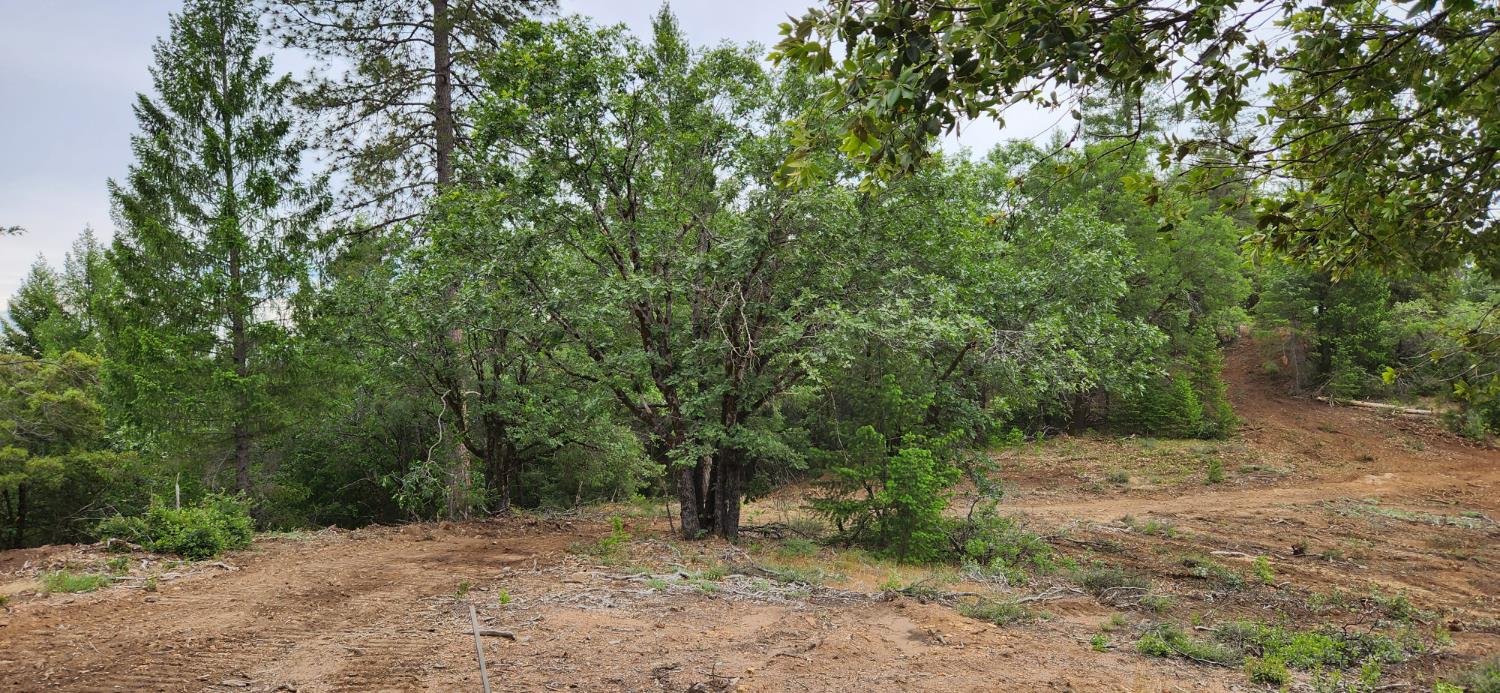 18148 Greenhorn Road Grass Valley, CA 95945 - Photo 7 of 11 a view of a forest with trees in the background