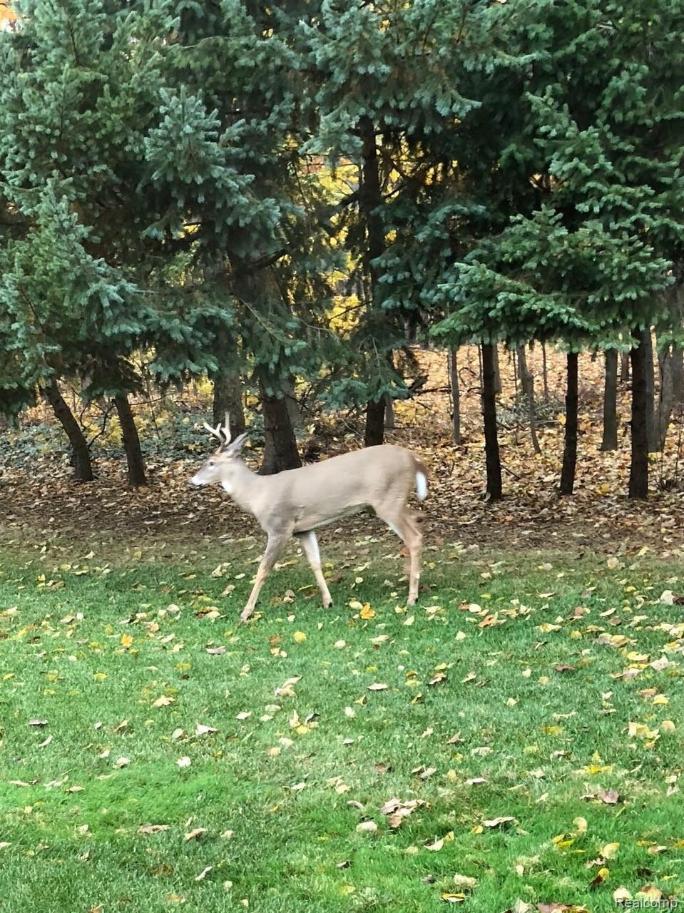 45754 Cider Mill Road Novi, MI 48374 - Photo 43 of 47 Young buck at woodland edge