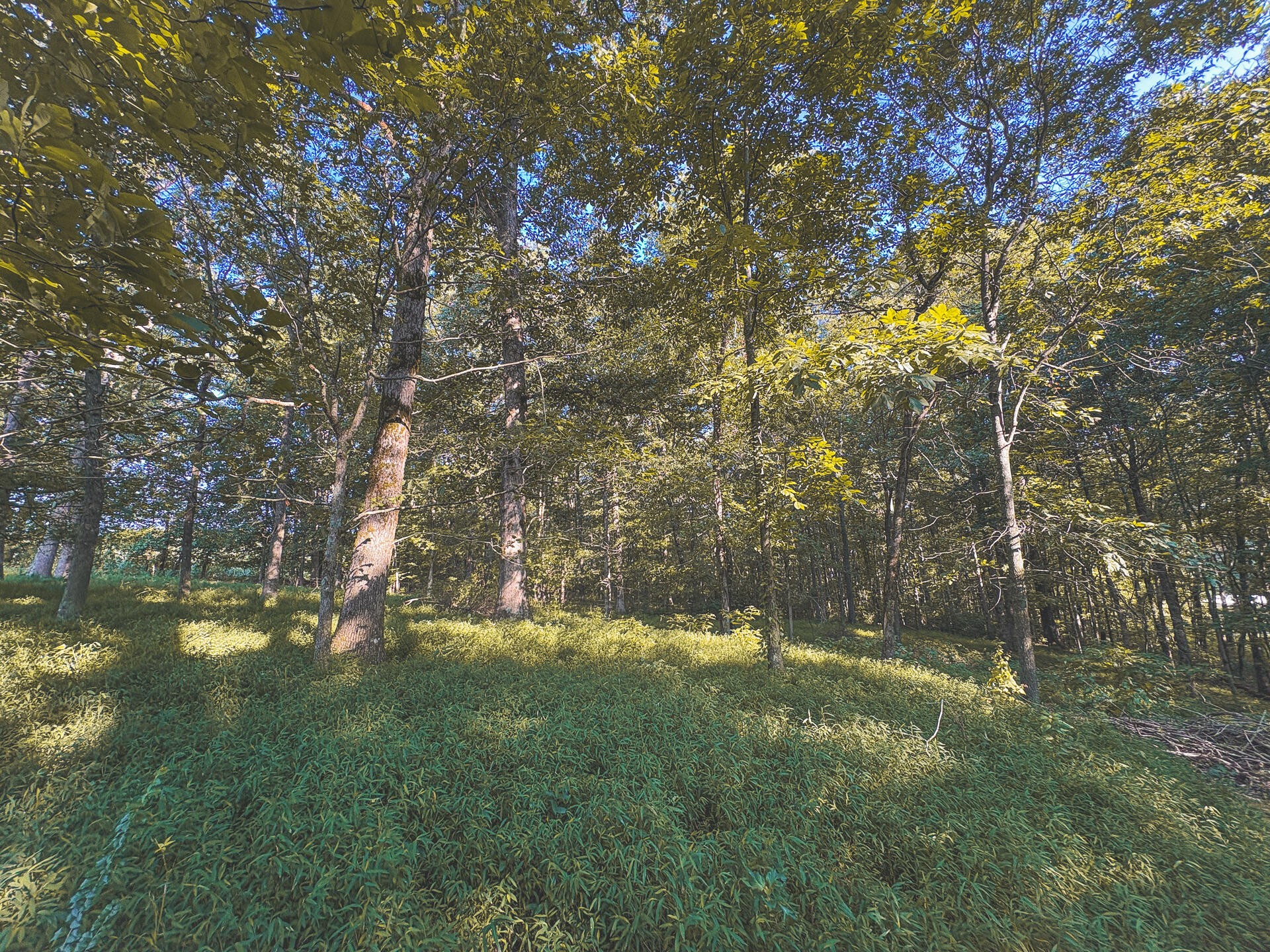 1784 Ogden Road Dayton, TN 37321 - Photo 19 of 62