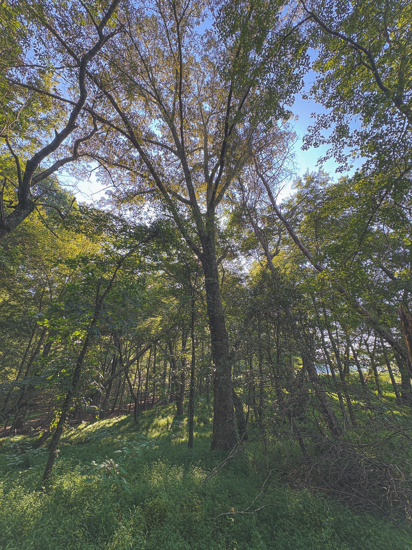 1784 Ogden Road Dayton, TN 37321 - Photo 20 of 62