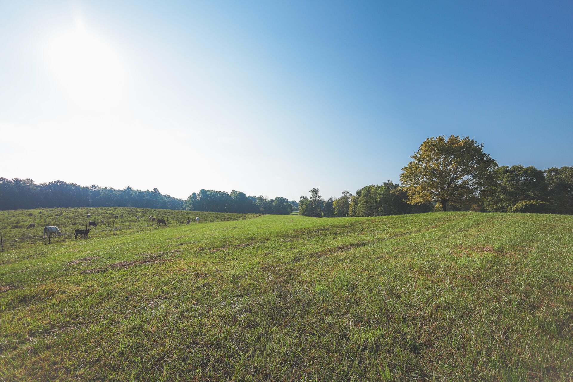 1784 Ogden Road Dayton, TN 37321 - Photo 4 of 62