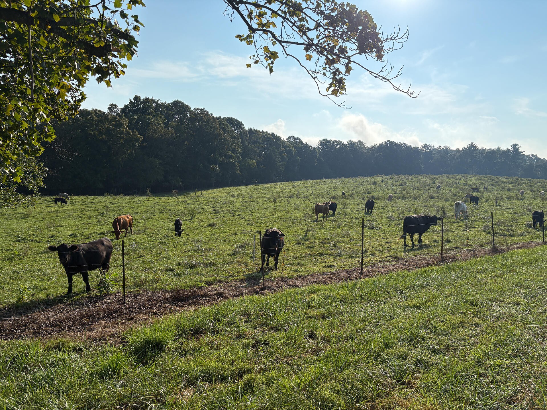 1784 Ogden Road Dayton, TN 37321 - Photo 46 of 62